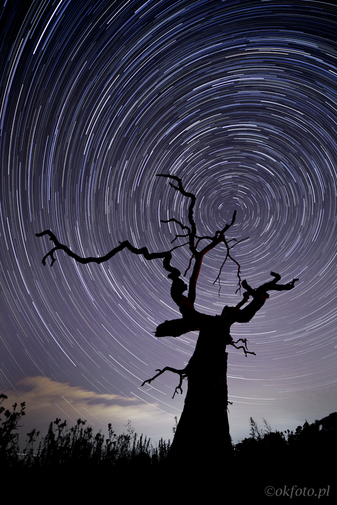 Rogalin (fot. S. Adamczak, okfoto.pl)