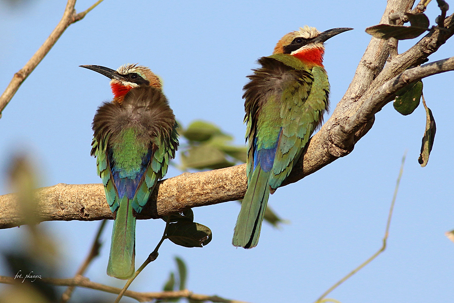 Żołna białoczelna, fot. Przemysław Kunysz