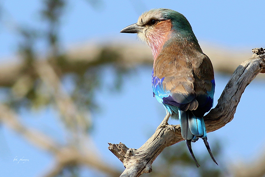 Kraska liliowopierśna, fot. Przemysław Kunysz