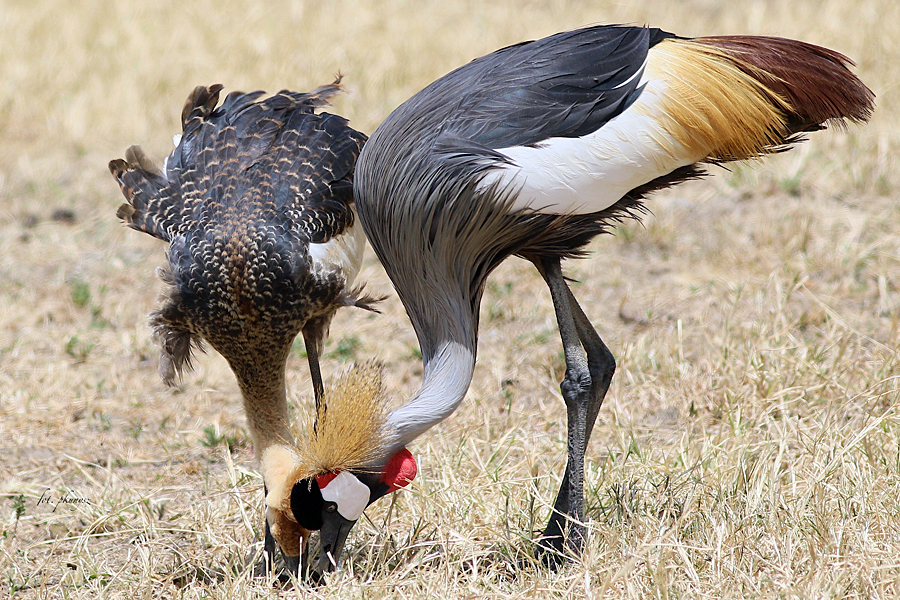 Koronnik szary, fot. Przemysław Kunysz
