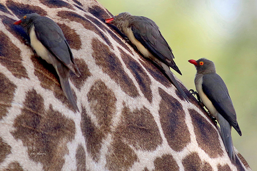 Bąkojad czerwonodzioby, fot. Przemysław Kunysz
