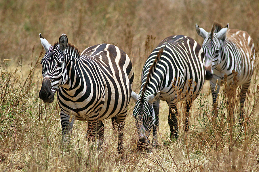 Zebra, fot. Przemysław Kunysz Zebra, fot. Przemysław Kunysz