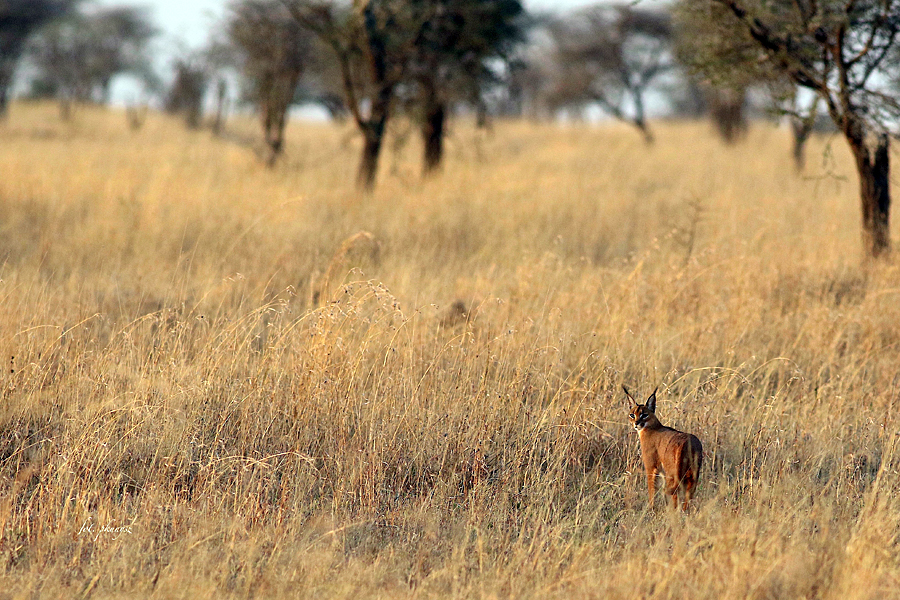 Karakal, fot. Przemysław Kunysz Karakal, fot. Przemysław Kunysz