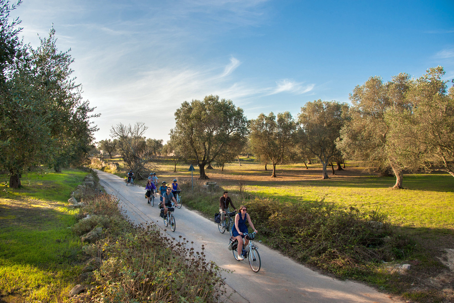Wycieczka rowerowa w Apulii przez gaj oliwny