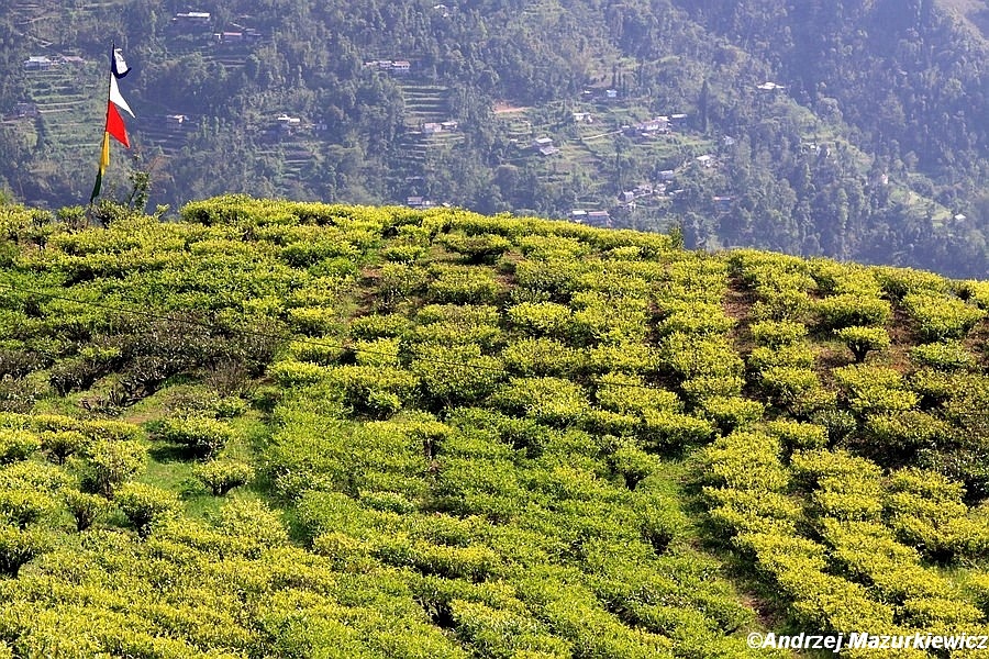 Plantacje herbaty w Dardżylingu Plantacje herbaty w Dardżylingu