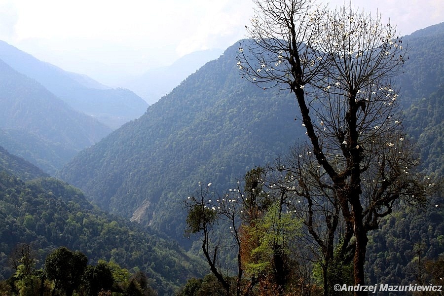 Krajobraz w okolicach Yuksom Krajobraz w okolicach Yuksom