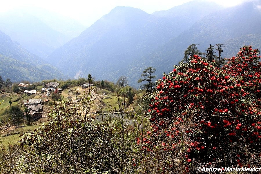 Kwitnące rododendrony Kwitnące rododendrony