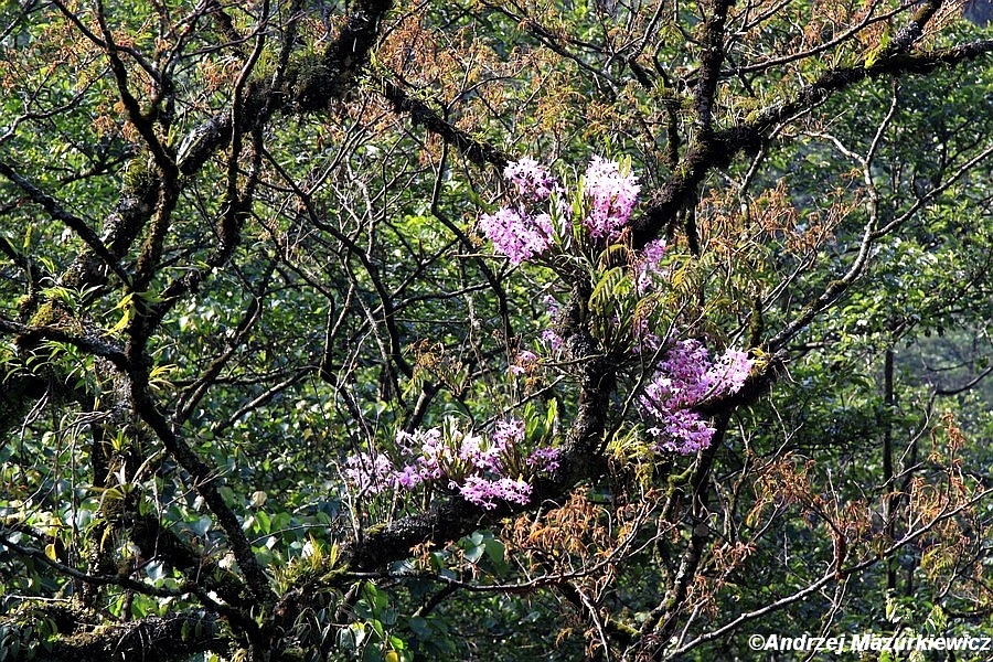 Orchidee w Sikkimie Orchidee w Sikkimie