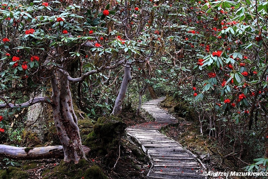 Ścieżka wśród rododendronów Ścieżka wśród rododendronów
