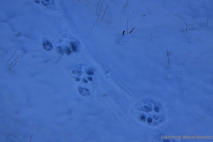 Czyżby ślad śnieżnej pantery? Czyżby ślad śnieżnej pantery?