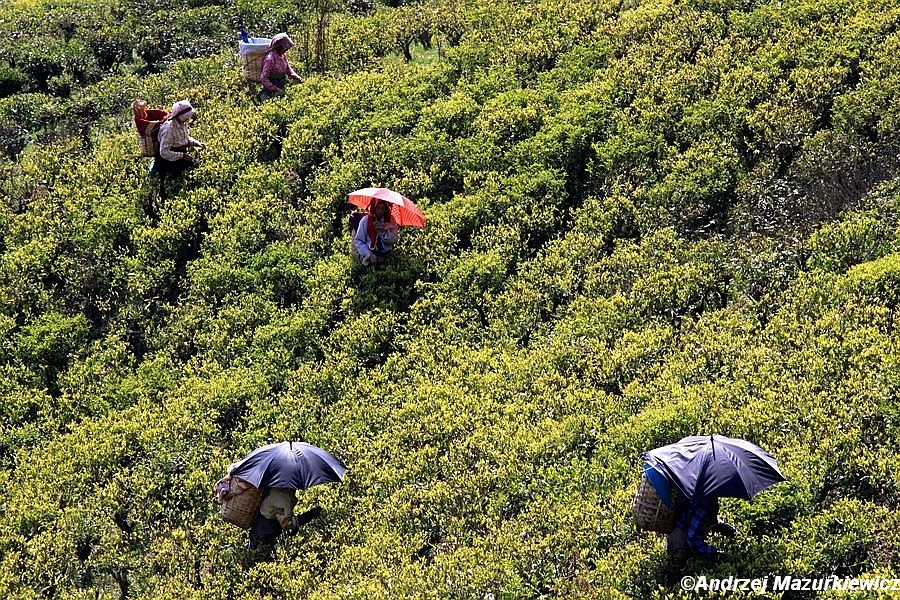 Plantacja herbaty w Dardżylingu Plantacja herbaty w Dardżylingu