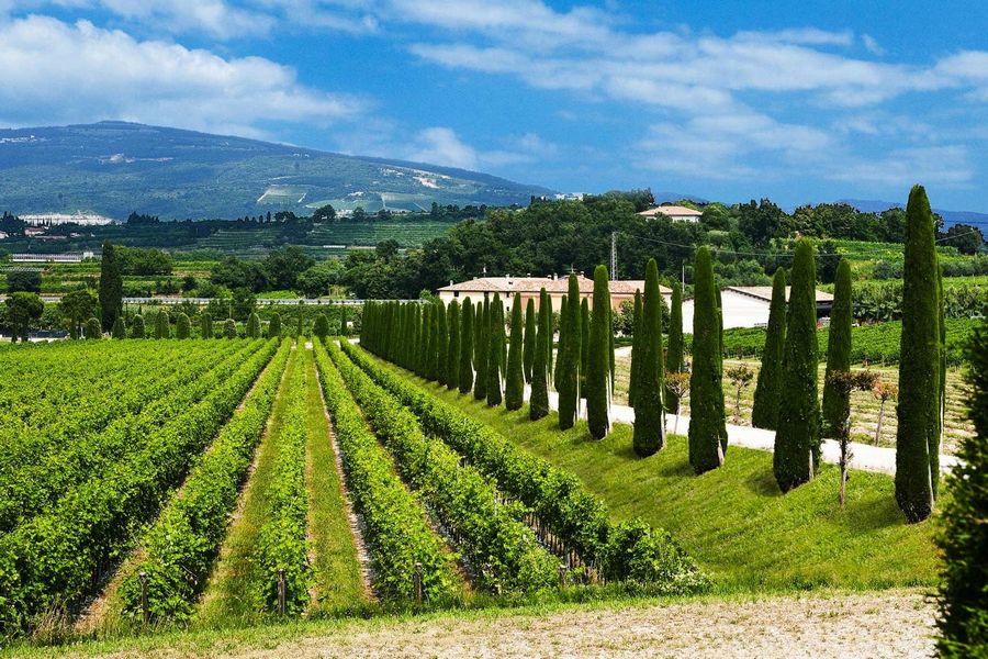 Jedna z licznych winnic po drodze