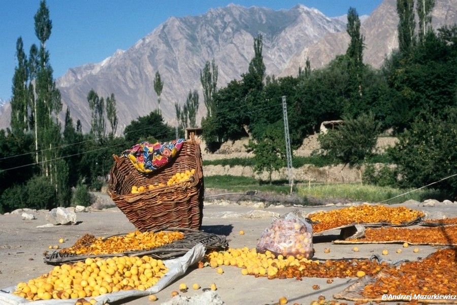 Słynne morele z doliny Hunzy