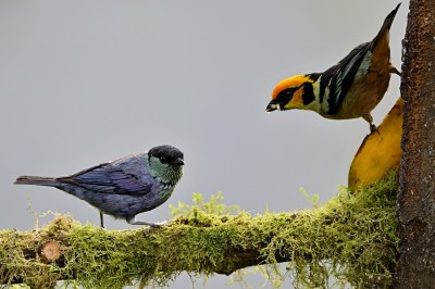 po lewej Tangarka czarnołbista (Stilpnia heinei) a po prawej Tangarka ognistogłowa (Tangara parzudakii), fot. Marek Klęk
