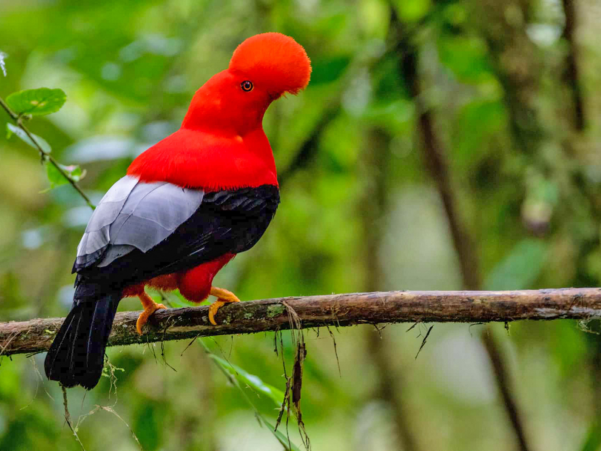 Skalikurek andyjski (Rupicola peruvianus)