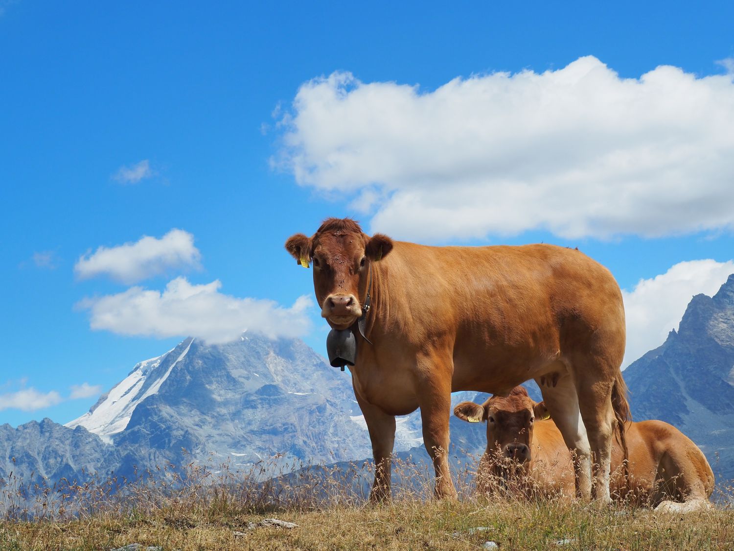 Alpejska krowa na tle gór fot. Joanna Dragon