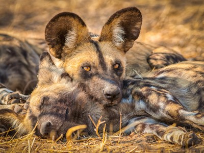 Central Kalahari Game Reserve