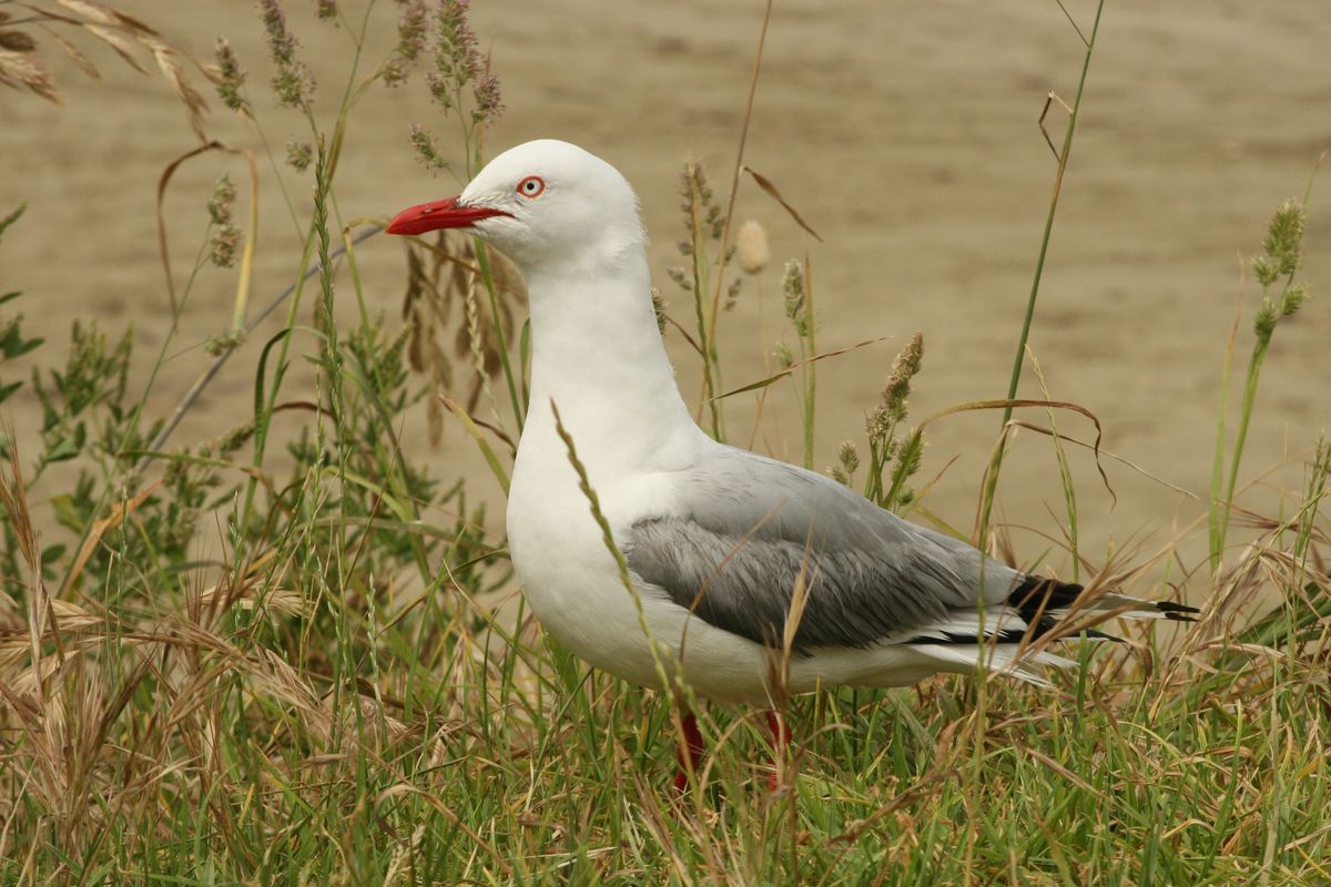 Fot. Witold Muchowski