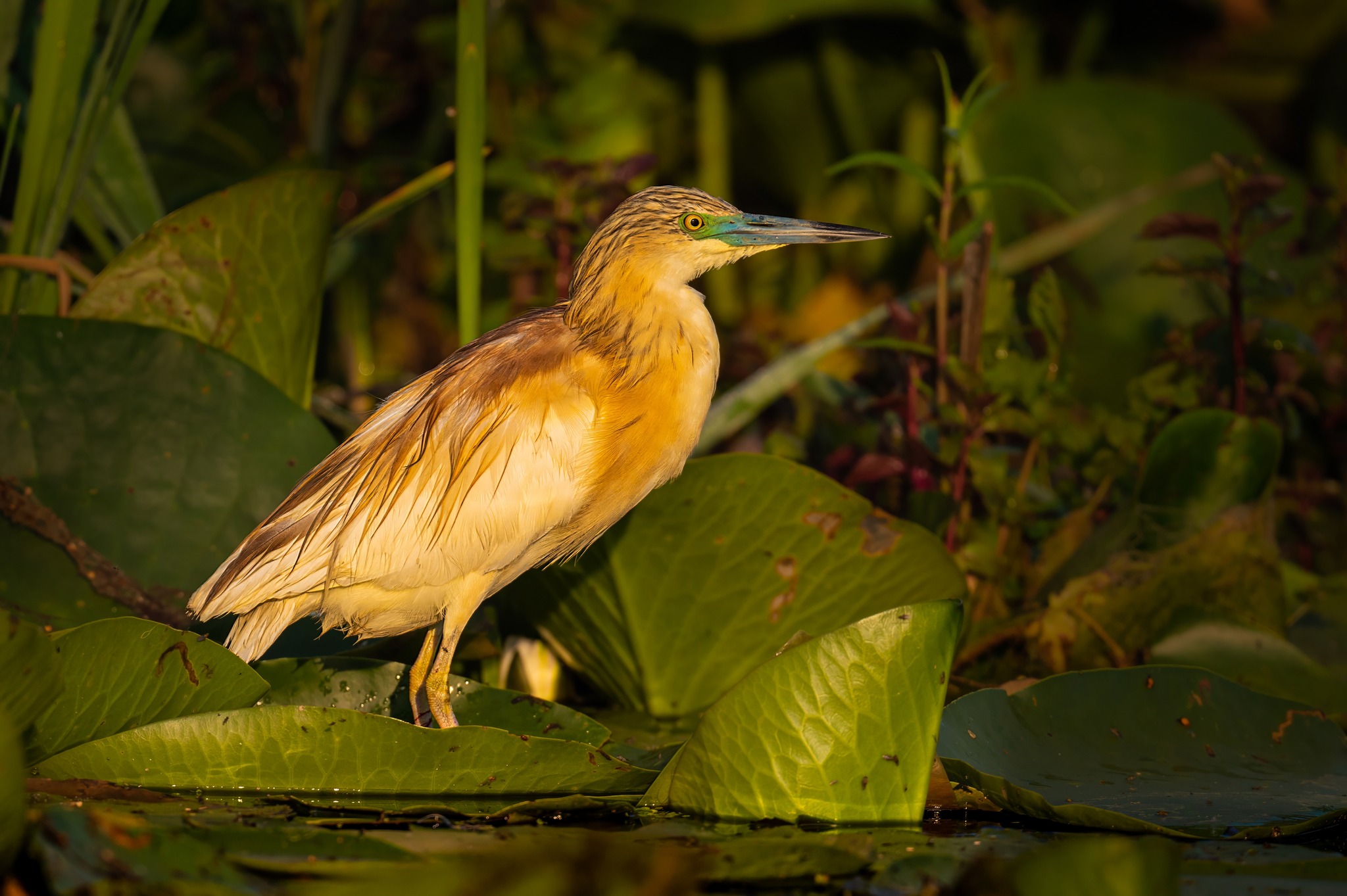 fot. Paweł Czapczyk