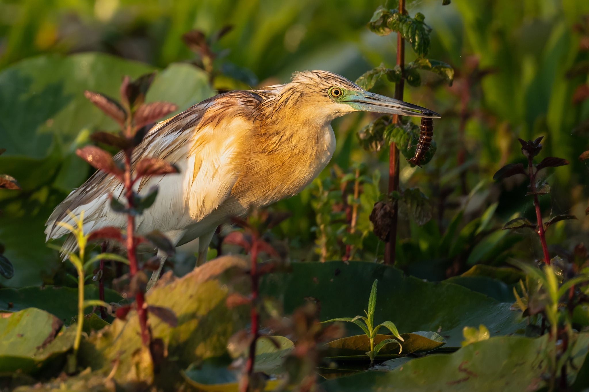 fot. Paweł Czapczyk
