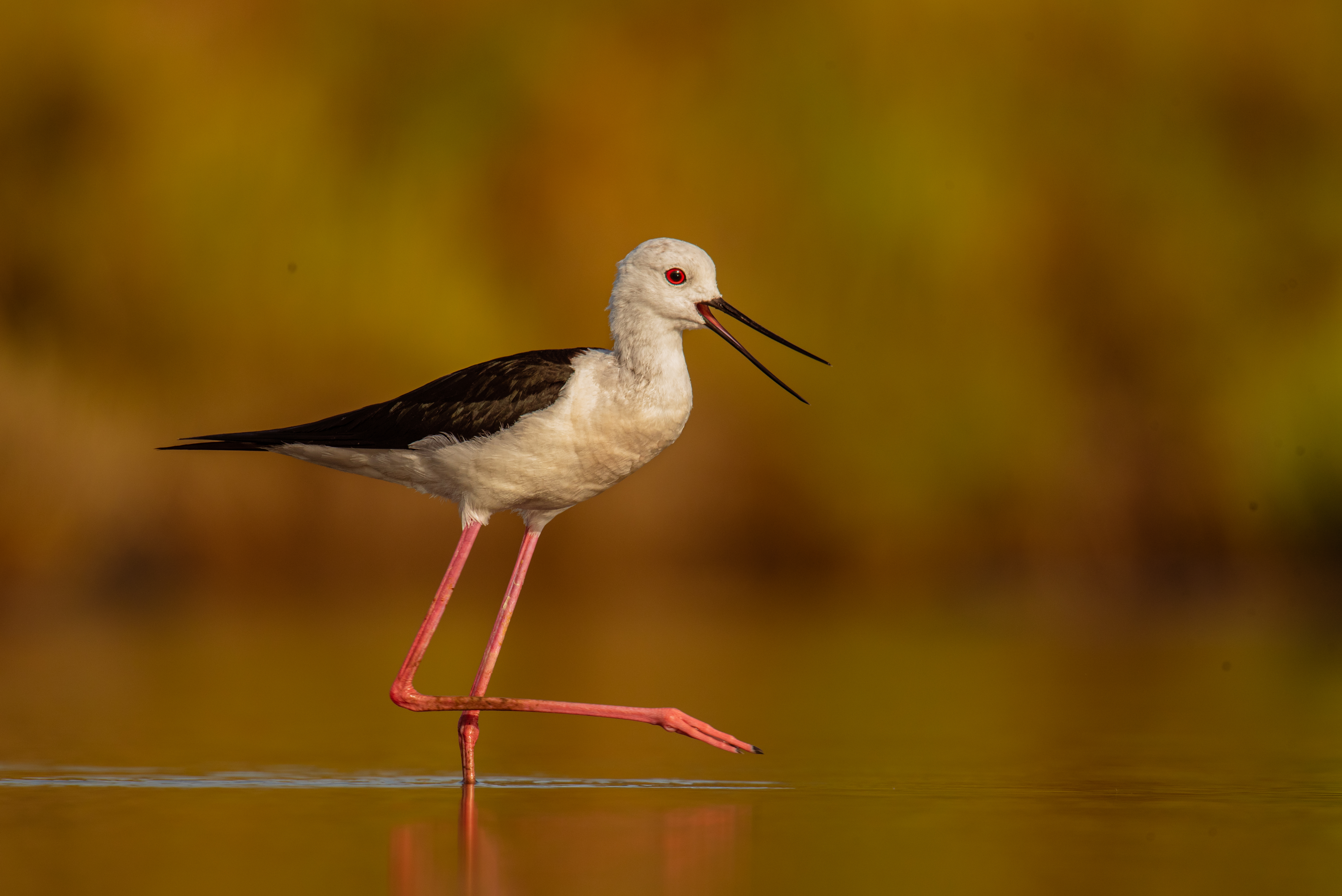fot. Paweł Czapczyk