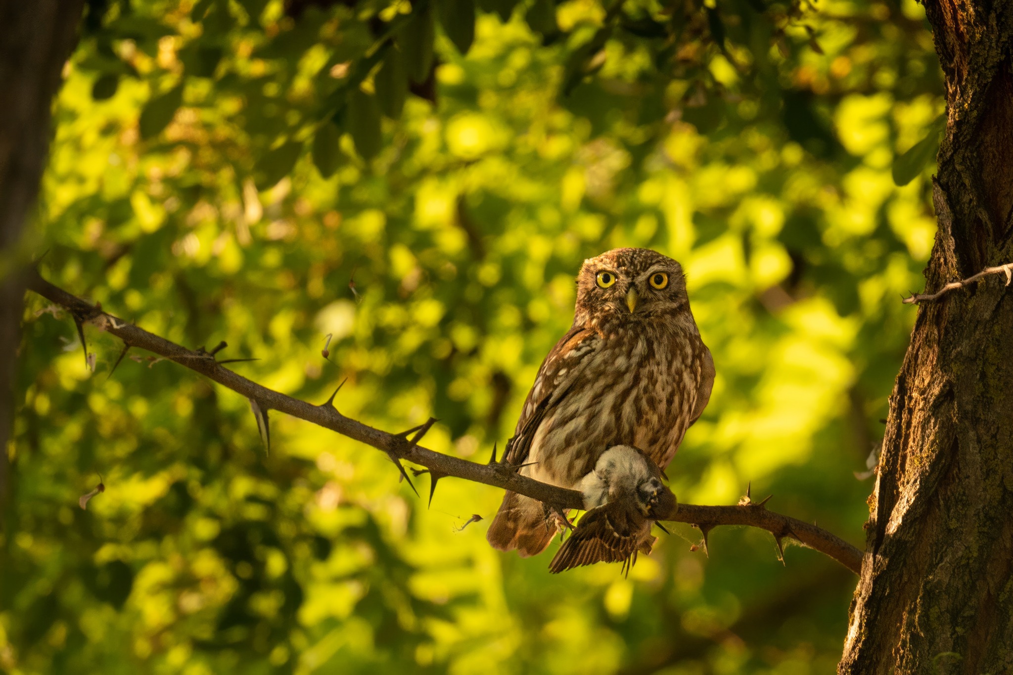 fot. Paweł Czapczyk