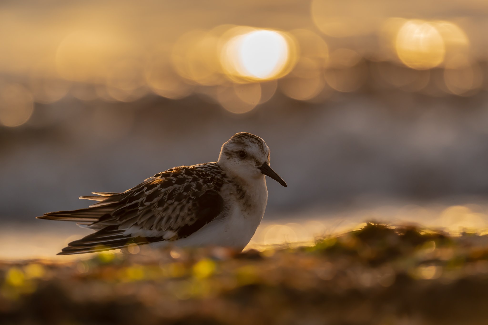 fot. Paweł Czapczyk