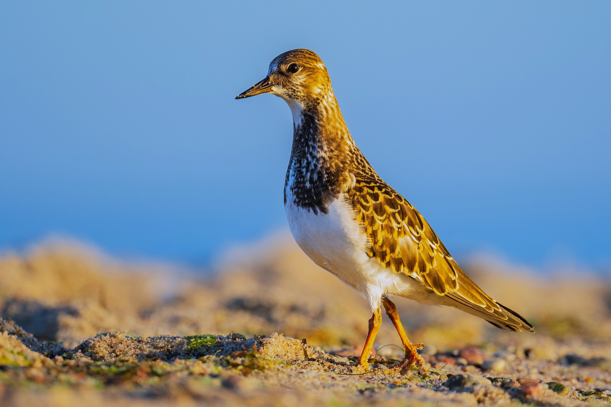 fot. Paweł Czapczyk