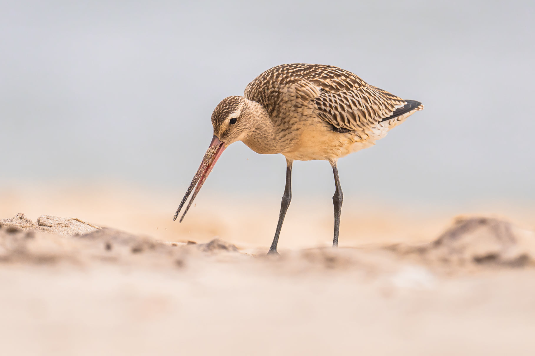 fot. Paweł Czapczyk