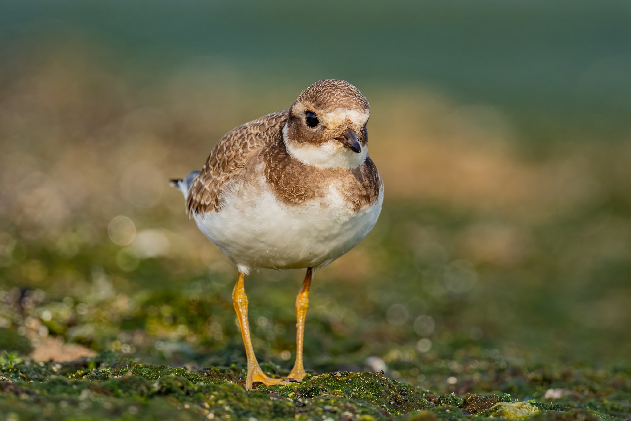 fot. Paweł Czapczyk