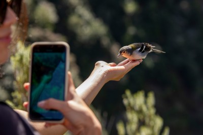 Zięba maderska pozuje do zdjęcia (fot. S. Adamczak, okfoto.pl)