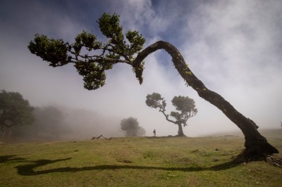 Magiczny las Fanal (fot. S. Adamczak, okfoto.pl)