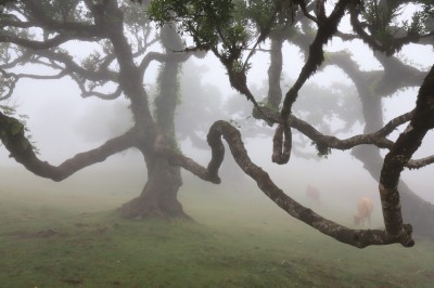 Las Fanal (fot. S. Adamczak, okfoto.pl)