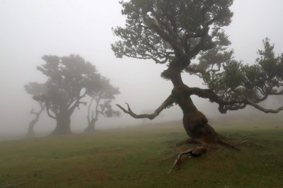 Las Fanal (fot. S. Adamczak, okfoto.pl)