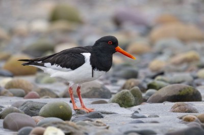fot. Paweł Czapczyk