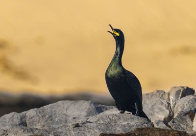 fot. Paweł Czapczyk