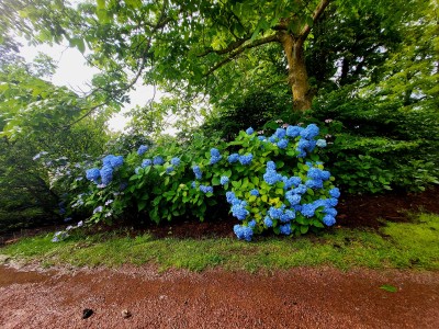 Park Sofiero w Helsingborgu (fot. Monika Paczos)