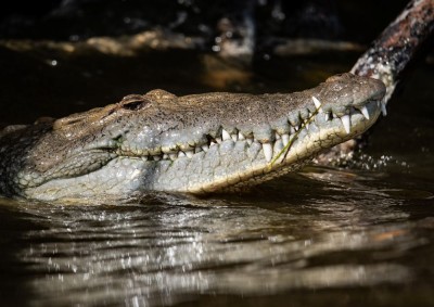 Krokodyl meksykański