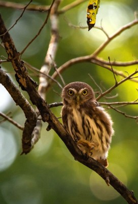 Sóweczka kreskowana