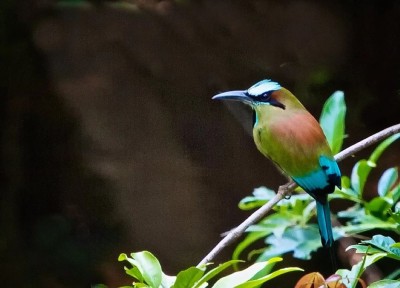 Piłodziób czarnogardły