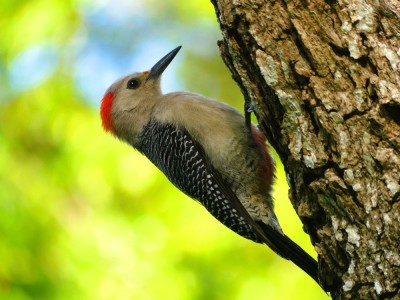 Dzięciur złotoczelny