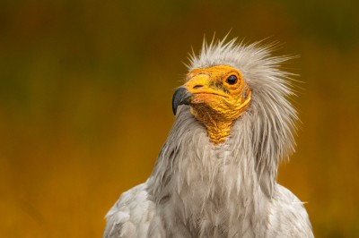 Ptaki Bałkanów (fot. Paweł Czapczyk)