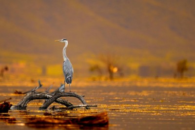 Ptaki Bałkanów (fot. Paweł Czapczyk)
