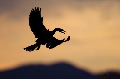 Ptaki Bałkanów (fot. Paweł Czapczyk)