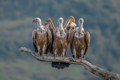 Ptaki Bałkanów (fot. Paweł Czapczyk)