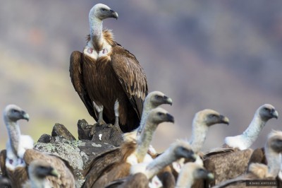 Ptaki Bałkanów (fot. B.Giritziotis)
