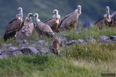 Ptaki Bałkanów (fot. Babis Giritziotis)