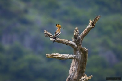 Ptaki Bałkanów (fot. Babis Giritziotis)