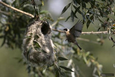 Ptaki Bałkanów (fot. Babis Giritziotis)