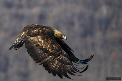 Ptaki Bałkanów (fot. Babis Giritziotis)